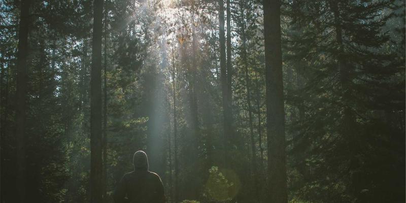 掌握杰奇兰吉瓦：解锁天然补剂与有机草药的核心技能与知识体系