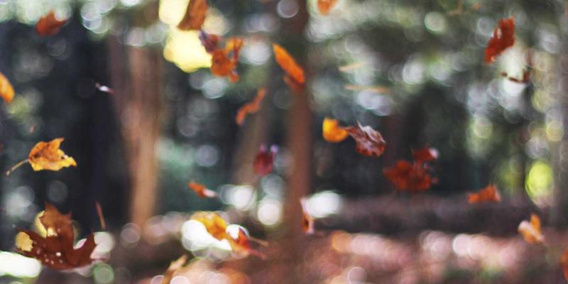 杰奇兰吉瓦33：揭秘古老有机草药的现代健康生活方案