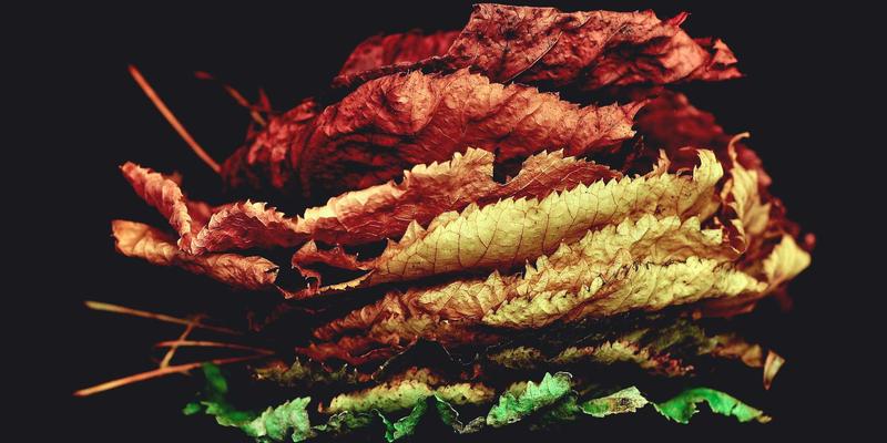 杰奇兰吉瓦44：探索有机草药的古老智慧与现代健康生活