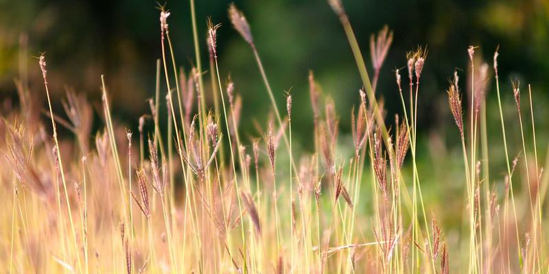 杰奇兰吉瓦55：探索古老自然疗法的现代养生方案