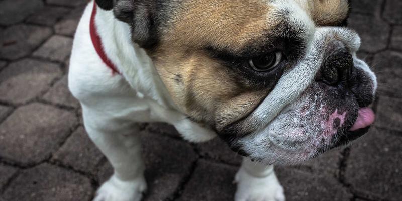 杰奇兰吉瓦56：探索有机草药在健康养生中的自然智慧