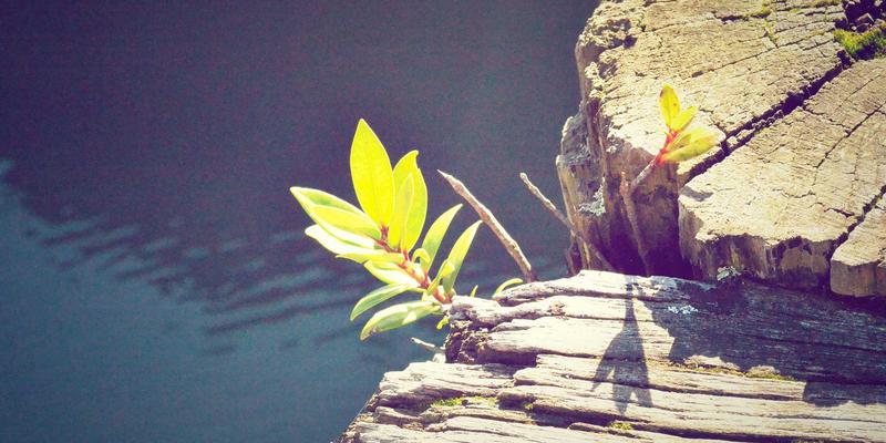 杰奇兰吉瓦与传统养生方案对比：揭秘天然补剂在现代健康养生中的优势与局限