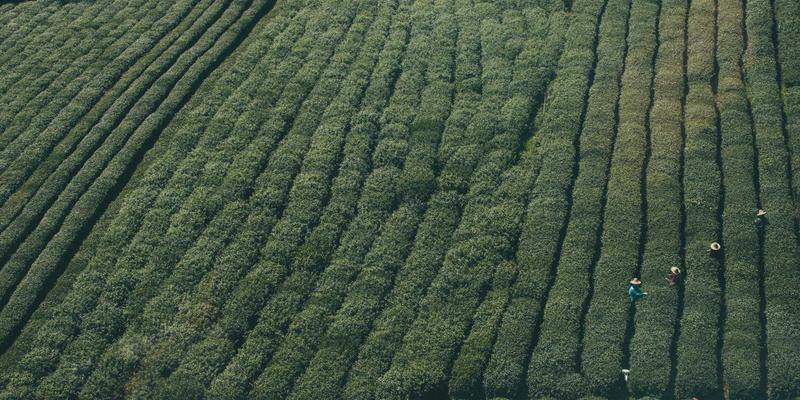杰奇兰吉瓦：提升记忆力与专注力的天然养生方案