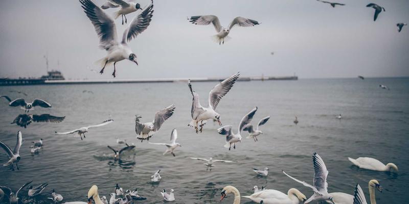 杰奇兰吉瓦：揭秘古老自然疗法的抗氧化与抗炎特性，如何从细胞层面延缓衰老