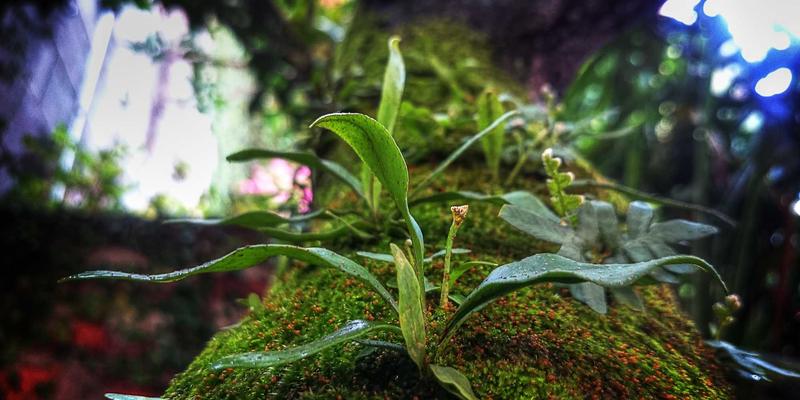 杰奇兰吉瓦深度解析：天然补剂如何赋能现代健康生活