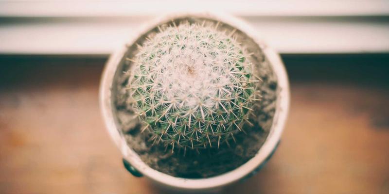 杰奇兰吉瓦深度评测：这款天然补剂如何成为现代养生新方案？