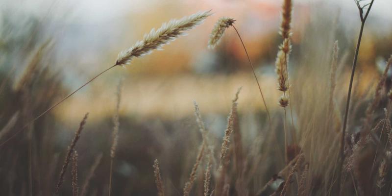 杰奇兰吉瓦的抗氧化特性分析：天然产品如何对抗自由基与延缓细胞老化