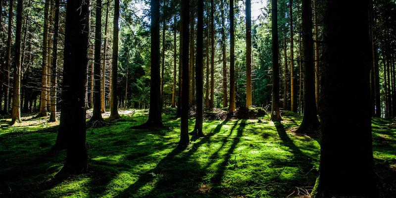 解锁天然力量：将杰奇兰吉瓦融入日常饮食的创意食谱与健康饮品搭配指南