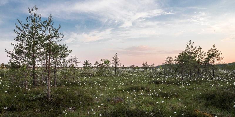 解锁自然能量：将杰奇兰吉瓦融入日常饮食的创意食谱与养生饮品开发指南